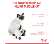 Royal Canin Mother & Babycat Сухий корм для кошенят віком від 1 до 4 місяців і киць під час вагітності, 400 г