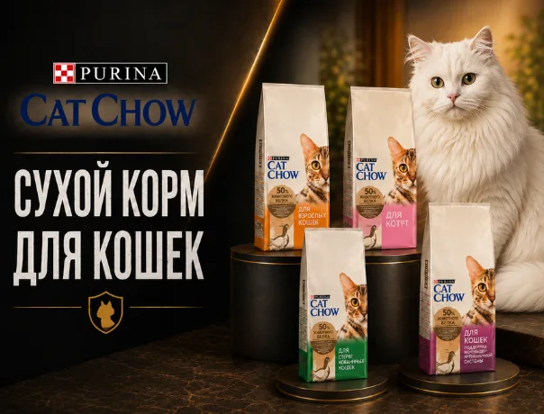 коти кет чау